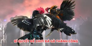 Bí Quyết Để Chơi Đá Gà Thành Công Từ Các Cao Thủ WW88