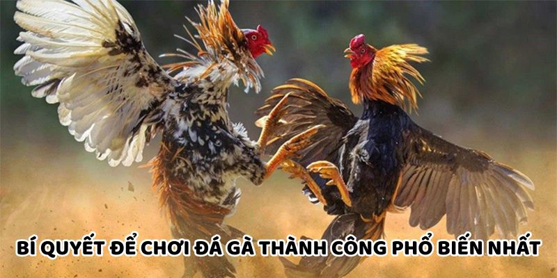 Bí quyết để chơi đá gà thành công được áp dụng phổ biến nhất
