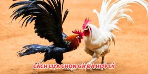 Cách Lựa Chọn Gà Đá Hợp Lý Tại WW88 - Bí Quyết Chiến Thắng