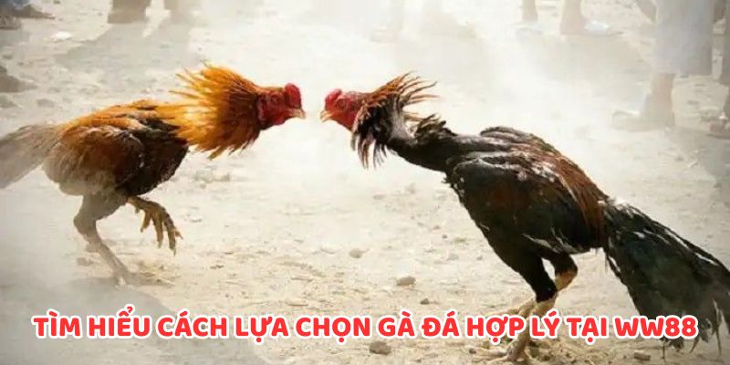 Tìm hiểu thế nào là cách lựa chọn gà đá hợp lý tại WW88
