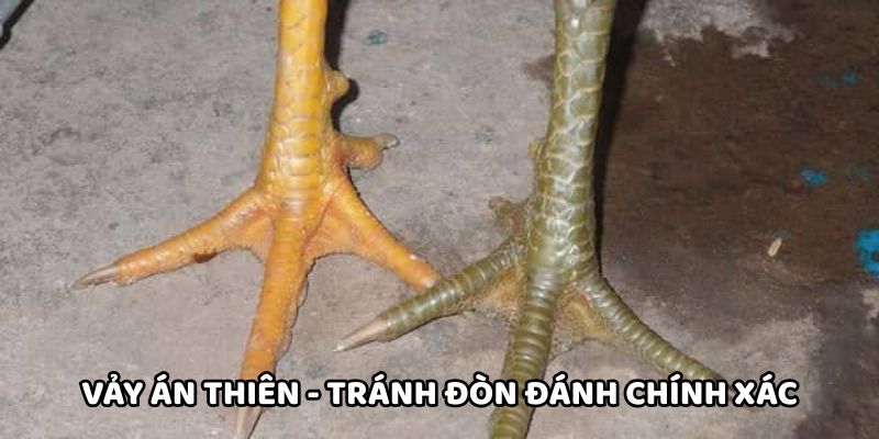 Vảy án thiên - Tránh đòn đánh chính xác