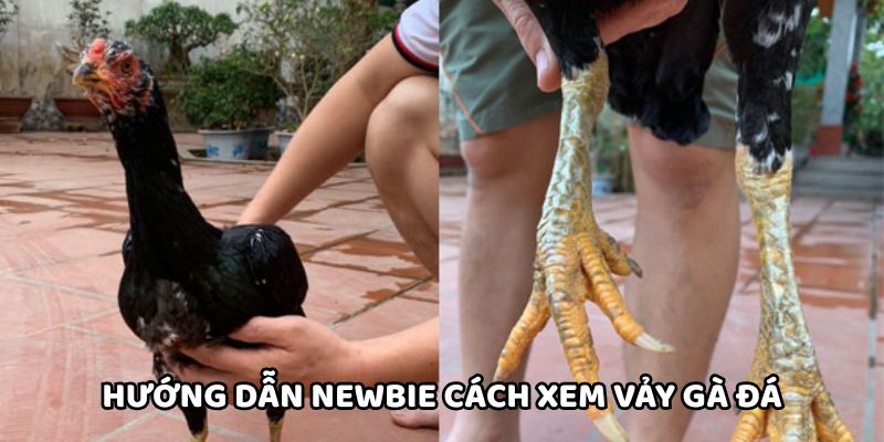 Hướng dẫn newbie cách xem vảy gà đá