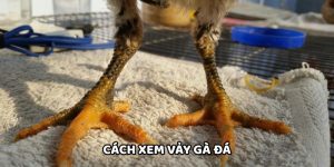 Cách Xem Vảy Gà Đá WW88 - Bí Kíp Xem Gà Chiến Cực Chuẩn