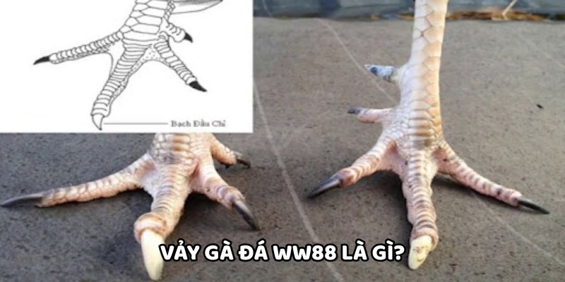 Vảy gà đá WW88 là gì?