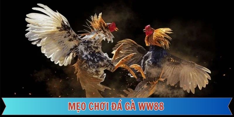 Bí quyết lựa chọn chiến kê tham gia đá gà tại WW88
