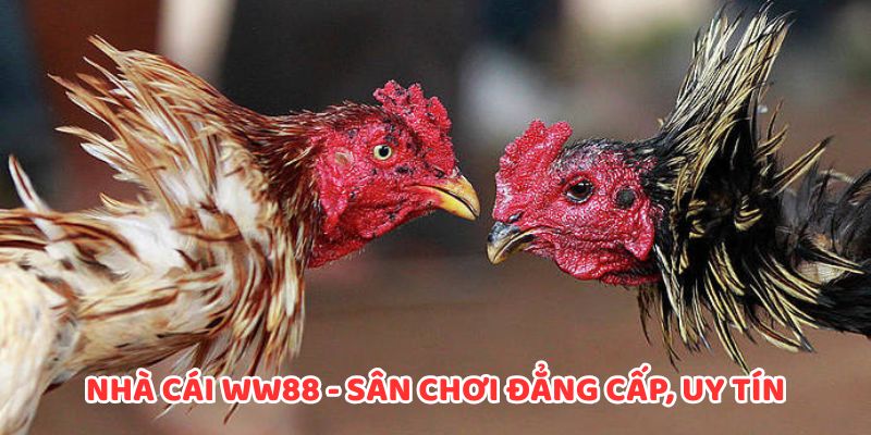 Nhà cái WW88 - sân chơi đẳng cấp, uy tín