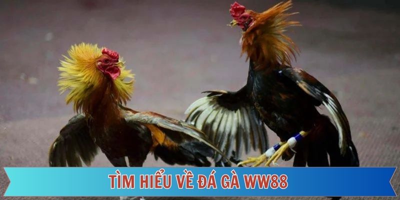 Khái quát sơ lược về sảnh đá gà siêu hấp dẫn tại nhà cái WW88