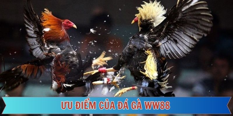 Tìm hiểu những ưu điểm đặc sắc nhất của đá gà WW88